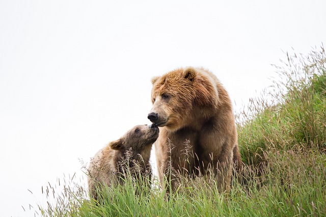 kodiak-brown-bears-1627417_640