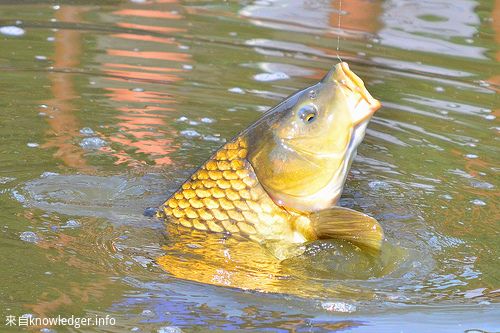 鯉魚躍龍門，你跳得過去嗎？