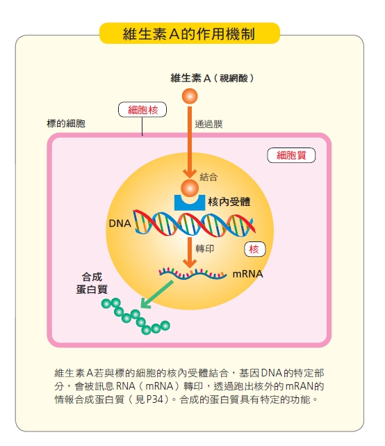 看得見的營養學：吃錯了你會容易生病、快老，該吃什麼、不能吃什麼，照顧自己與家人的最佳寶典