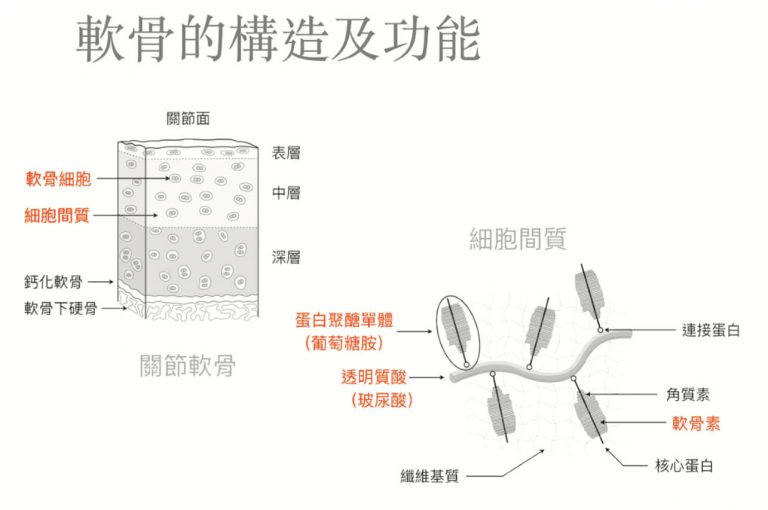 自己的膝蓋自己救》營養製劑或保健食品，可以有效控 制膝關節退化?