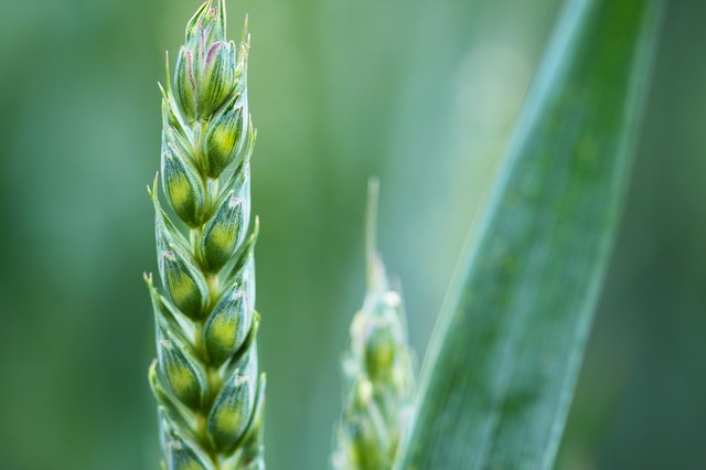 欺騙的種子：基因改造作物的世紀騙局，揭開生物科技、跨國企業與政府都害怕的謊言與真相